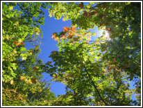 Les arbres du Parc de la Mauricie