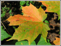 Feuille d'érable rouge