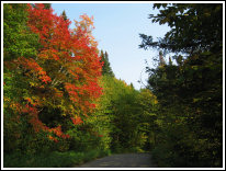 Les Arbres rouges du parc Jacques Cartier