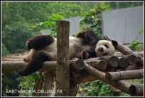Panda au Zoo de Pekin