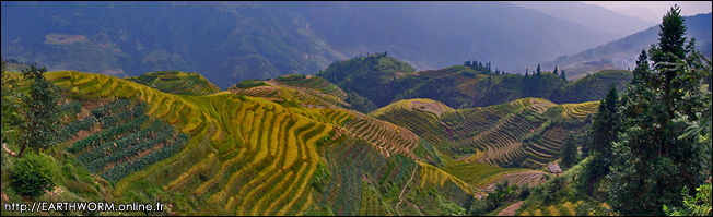 panoramique riziere en terrasse de pingan