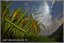 plants de riz