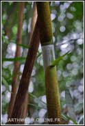 bambou arbre