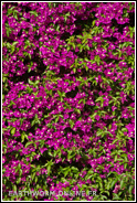 Bougainvillier en fleur