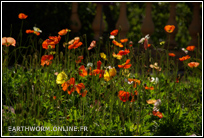 Fleurs dans le jardin du Val Rahmeh