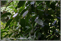 Gros plan sur un avocatier