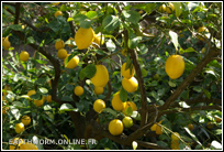 Citronnier