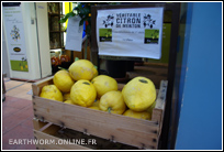 incontournable Fête du Citron