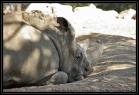 Rhinocéros blanc du sud