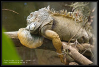 Iguane vert