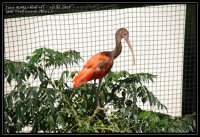 Ibis rouge dans sa volière