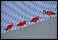 La volière à ibis rouge
