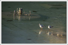 Mouettes rieuses sur la glace du bassin Trocadéro