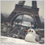 Mouette Rieuse devant la Tour Eiffel
