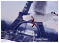 Mouette Rieuse devant la Tour Eiffel - etoile de l'europe - neige