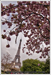 Cerisier Japonnais en fleur  devant la Tour Eiffel à Paris 