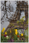 printemps la Tour Eiffel