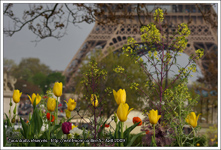 Fleurs (coquelicots, tulipes) devant la Tour Eiffel à Paris