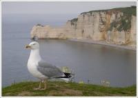 Falaises d'Étretat