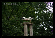 cigognes en couple dans leur nid