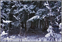 illustration neige