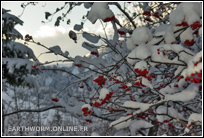 Baie rouge avec neige